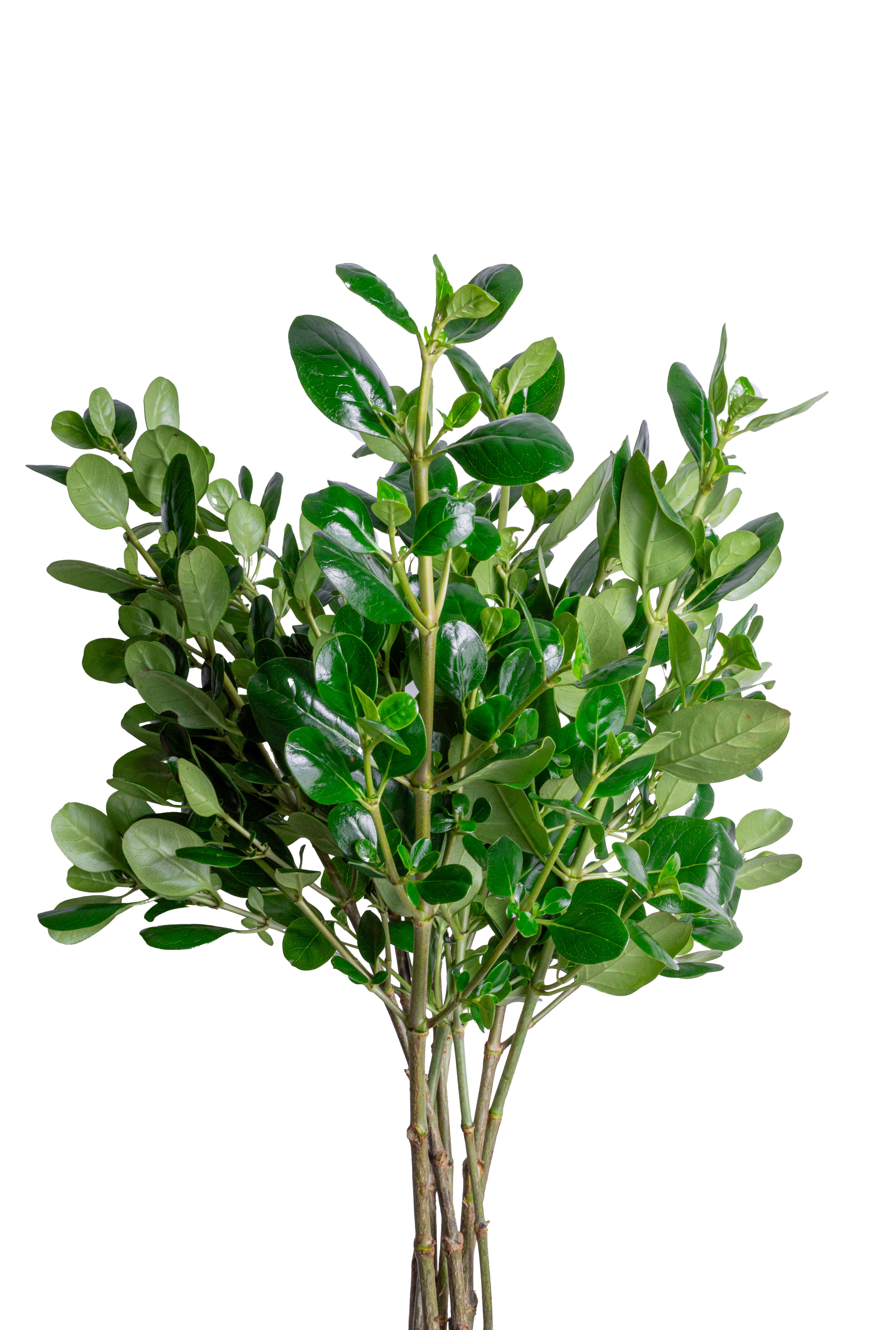 Brillantina Mayorista