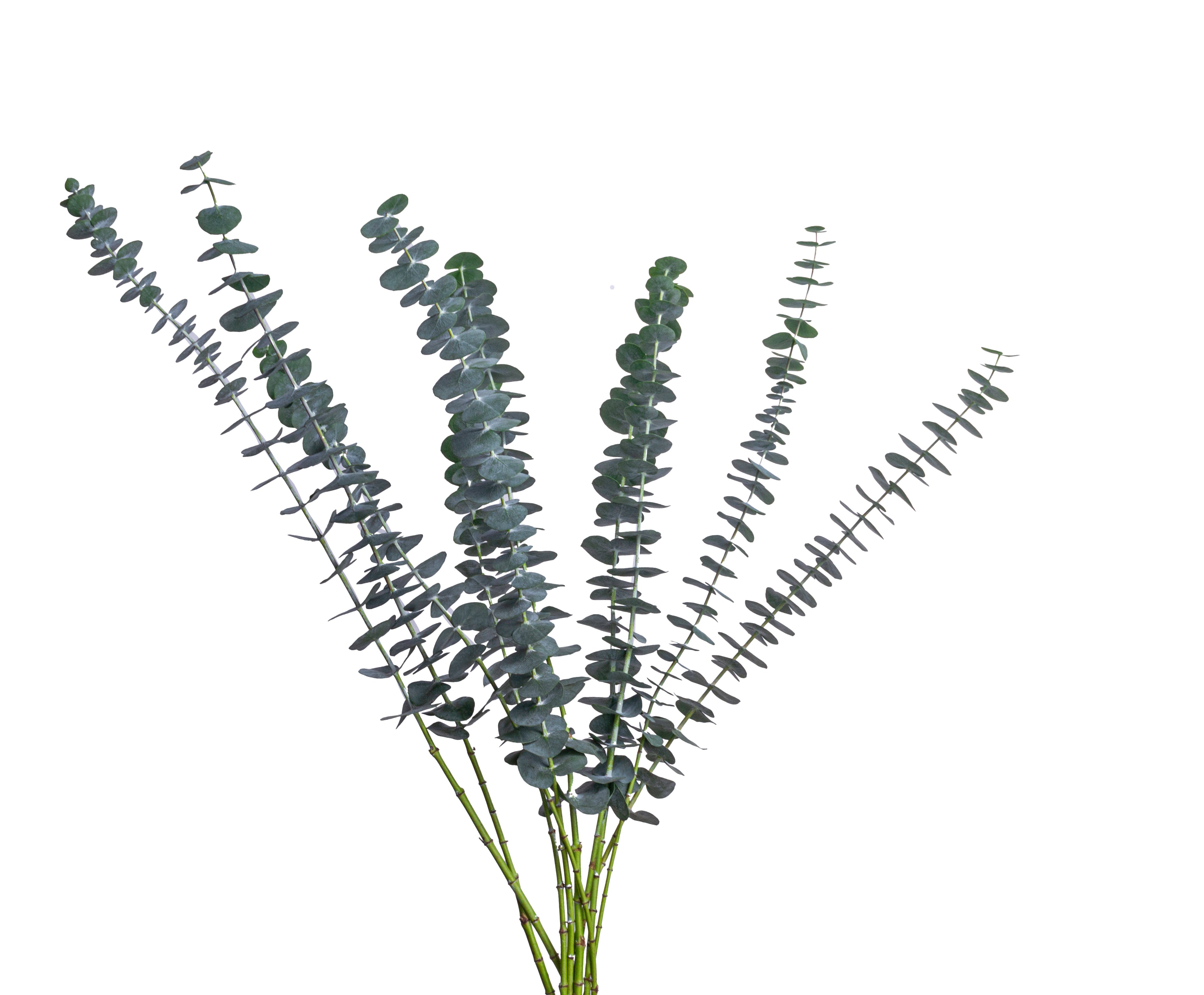 Eucalipto Baby Blue Mayorista