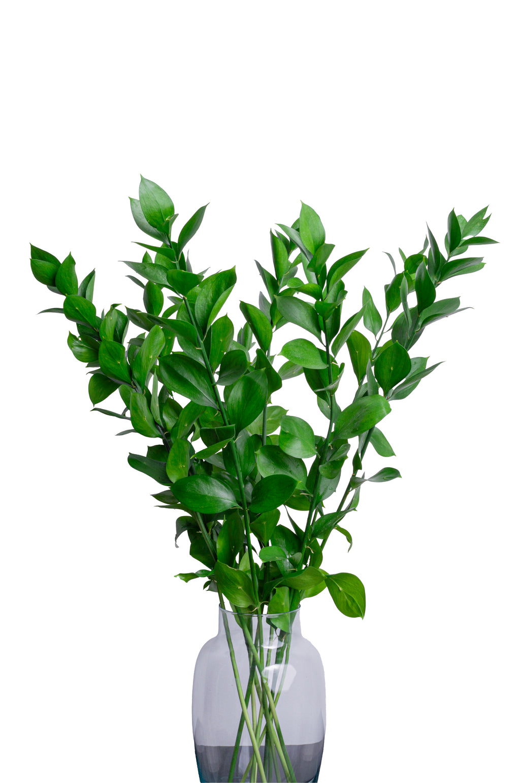 Ruscus Mayorista