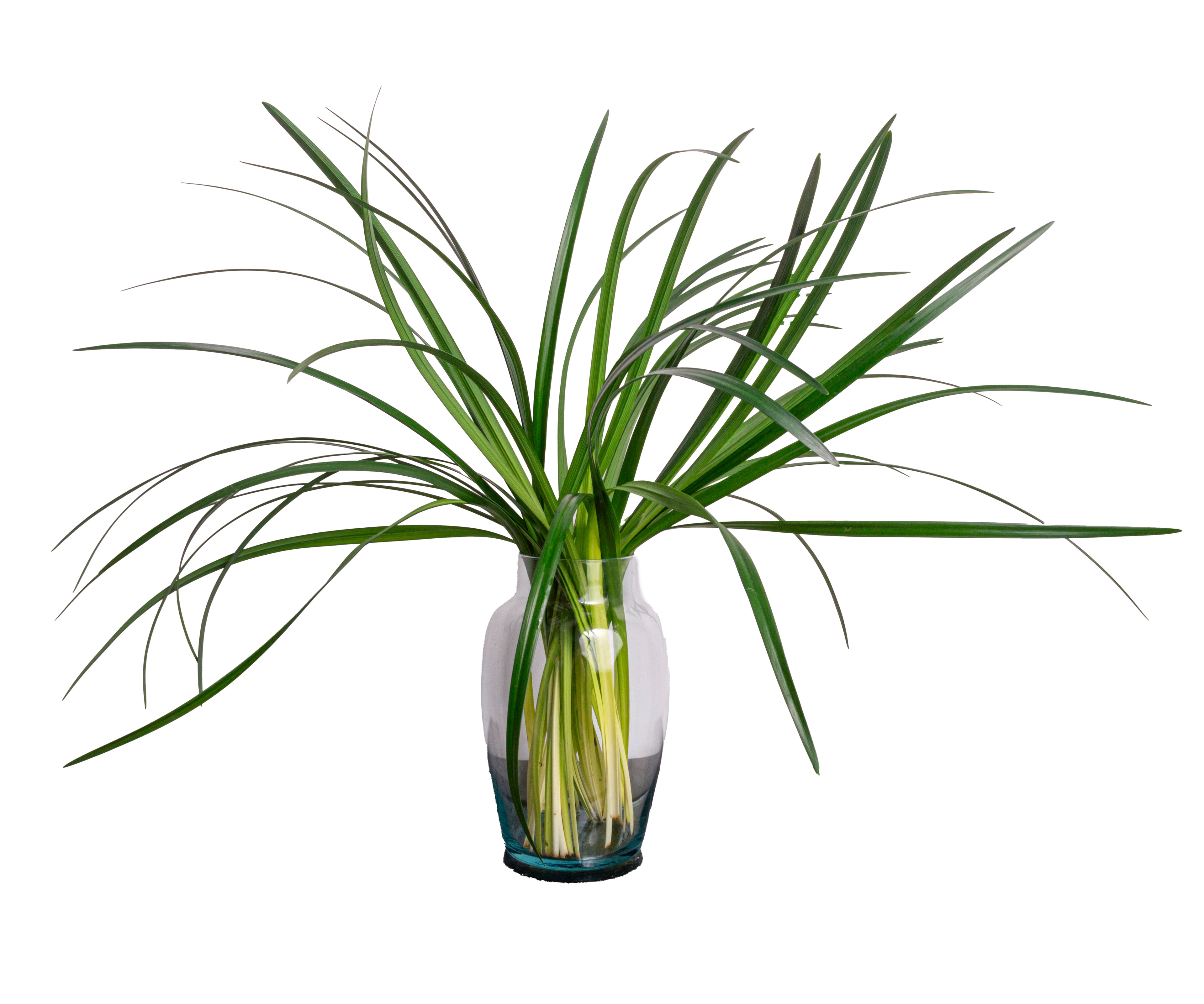 Cinta Liriope Mayorista